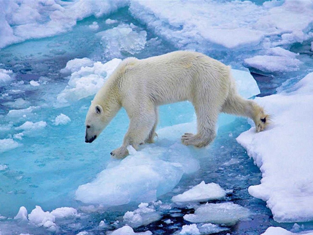 Ученые: нынешняя зима в Арктике выдалась рекордно теплой
