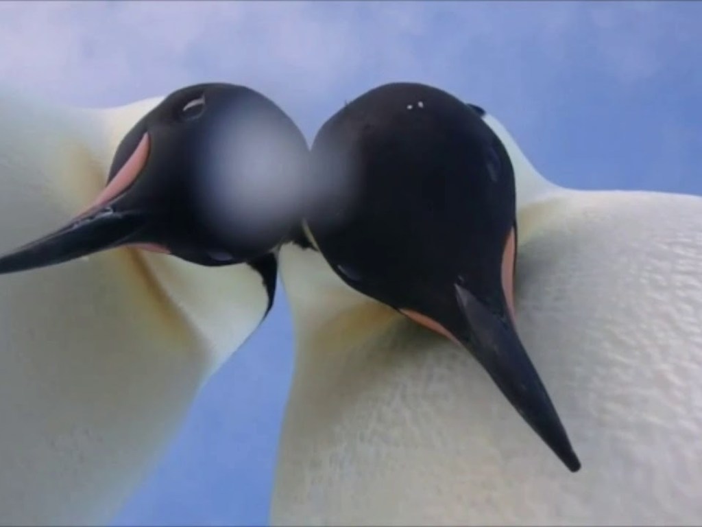 В Антарктиде любознательные пингвины нашли камеру и сделали селфи (ВИДЕО)