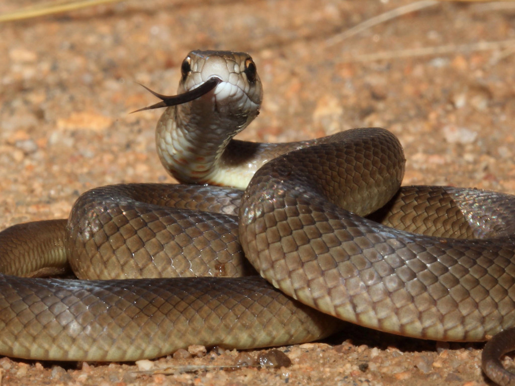 В Австралии для поимки опасной змеи задействовали отбойный молоток (ВИДЕО)