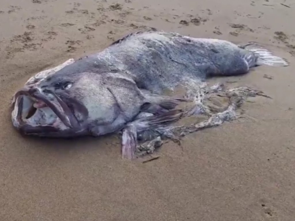 На побережье Австралии нашли ужасающую рыбу-монстра (ФОТО, ВИДЕО)