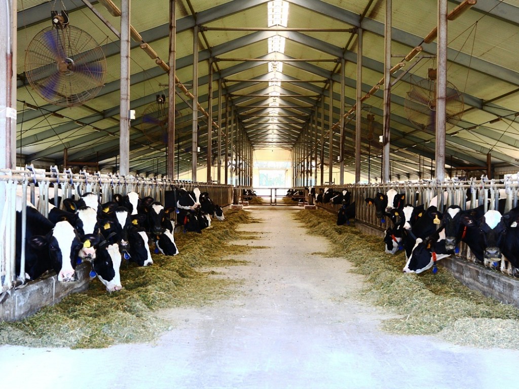 В Украине количество ферм сокращается, а зарплаты ветеринаров растут &#8212; эксперт