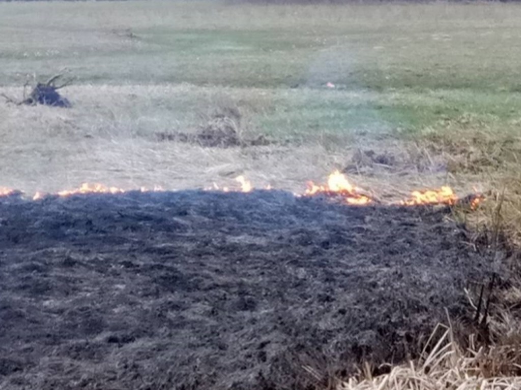 На Закарпатье горела долина нарциссов, которая должна была зацвести через месяц (ФОТО)