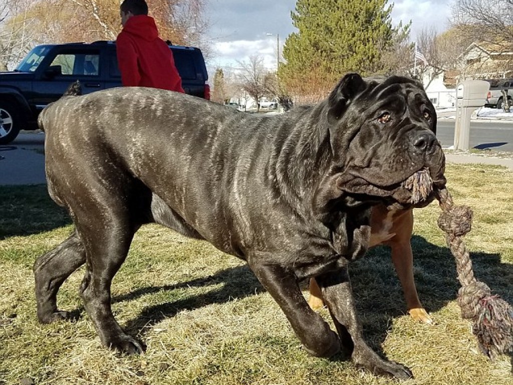Самый большой щенок в мире весит 81 килограмм и достигает 2 метра в высоту (ФОТО)