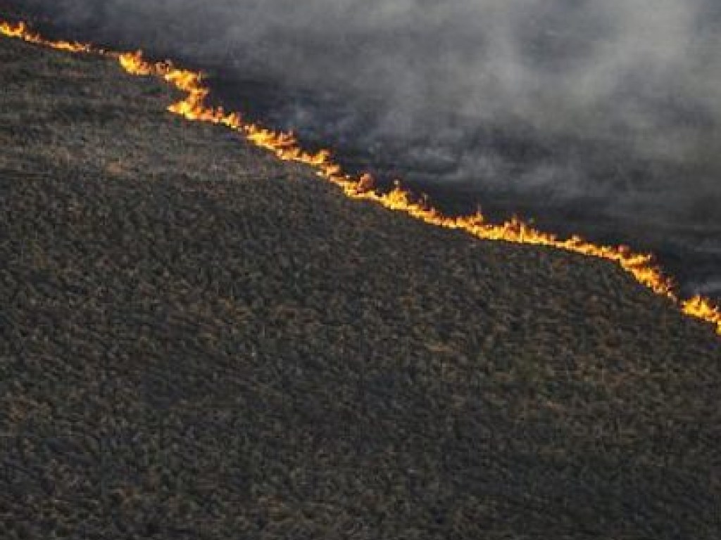 Огонь в Долине Нарциссов: ГСЧС опровергла факт пожара на поле с цветами