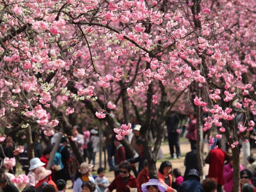 На востоке Китая начался сезон цветения вишни (ФОТО, ВИДЕО)