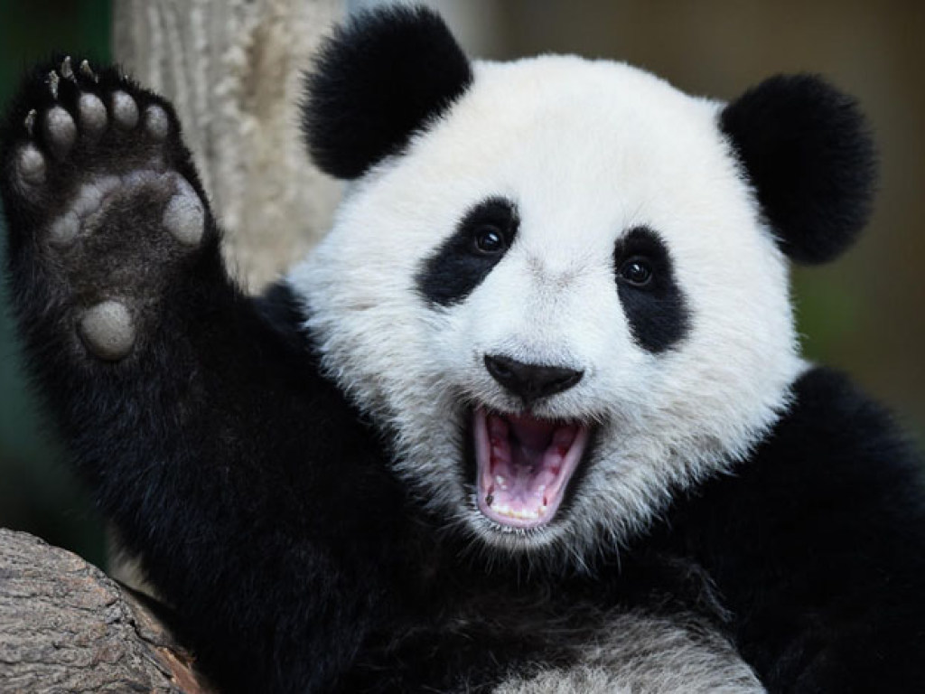 Панды могут нейтрализовать смертельный цианид – ученые