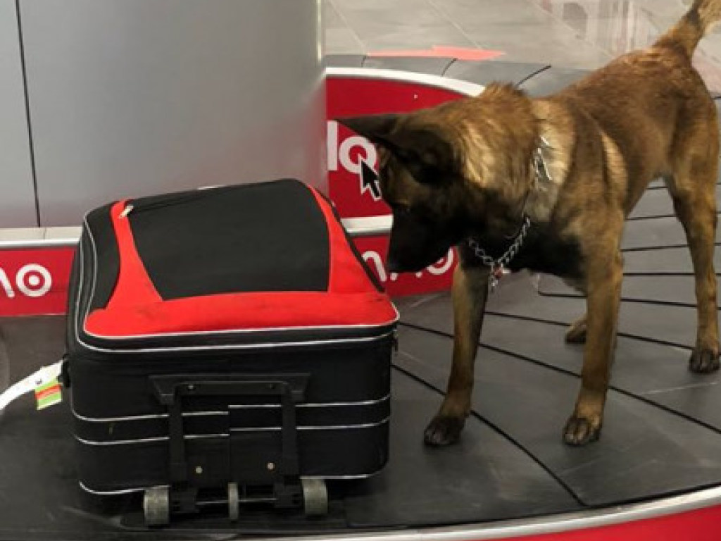 Пограничный пес обнаружил в чемодане пассажира авиарейса «Стамбул-Одесса» гашиш (ФОТО)