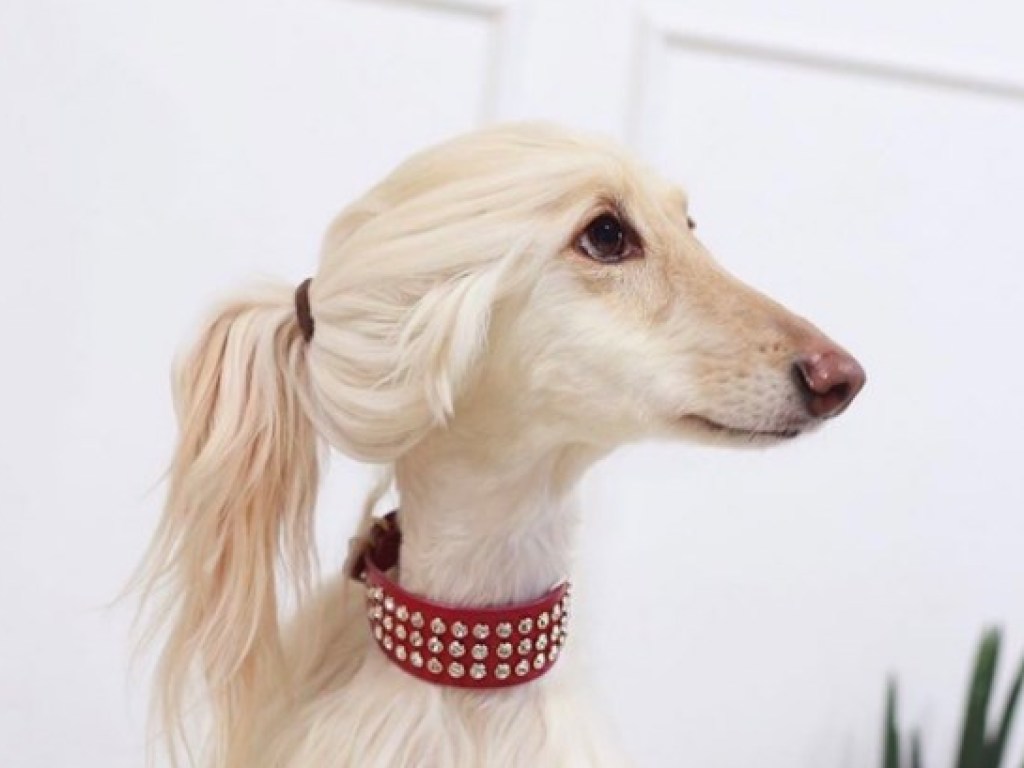 Собака, похожая на Иванку Трамп, изумила пользователей Сети (ФОТО)