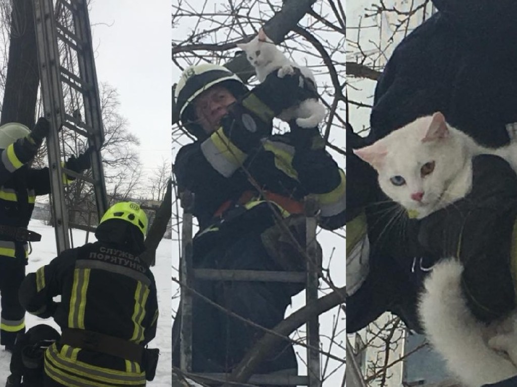В Днепре бойцы ГСЧС не оставили в беде застрявшего на дереве кота (ФОТО)