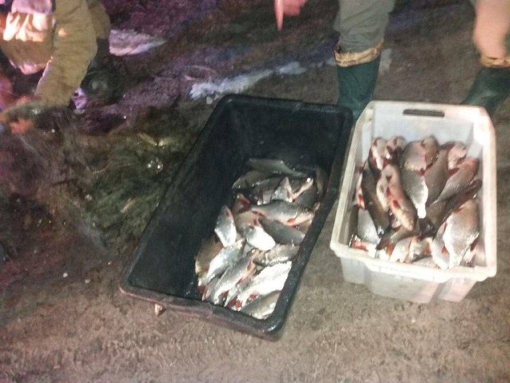 Под Киевом поймали двух рыбных браконьеров с крупным уловом