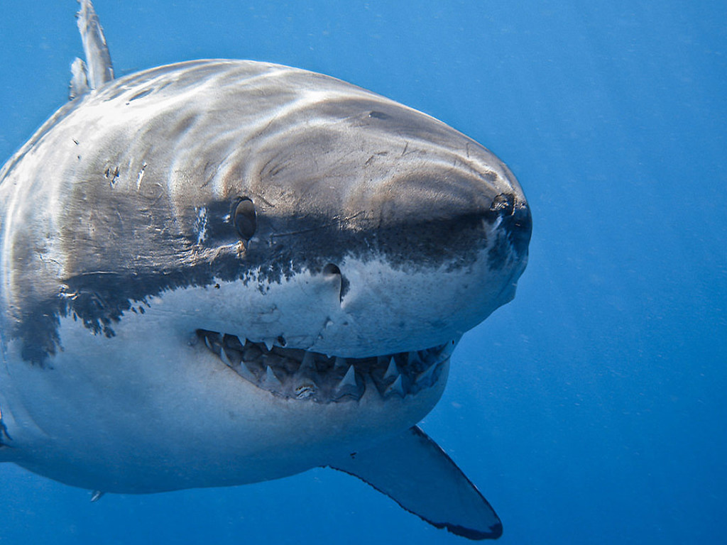 Четырехметровая акула заставила понервничать двух американских рыбаков (ВИДЕО)