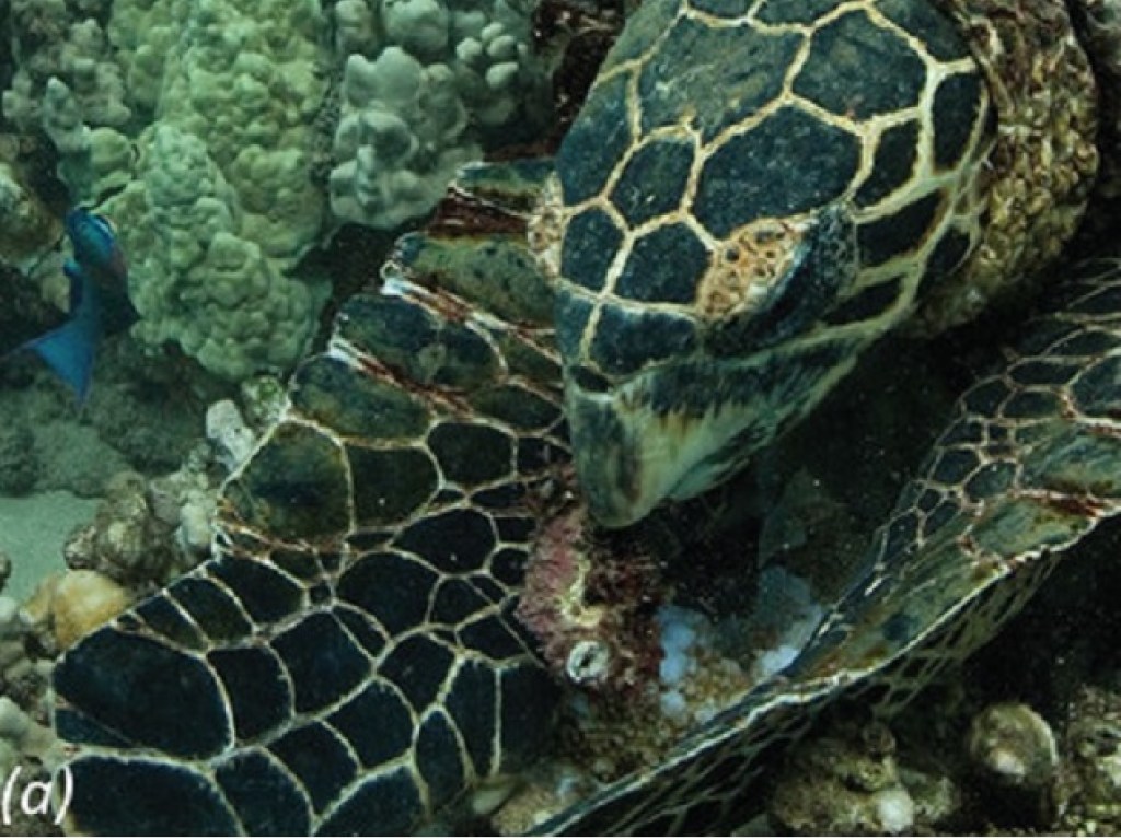 Морские черепахи научились держать еду ластами (ФОТО)
