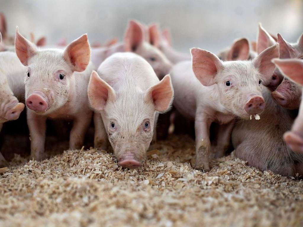 Более тысячи свиней утилизировали в Полтавской области из-за АЧС