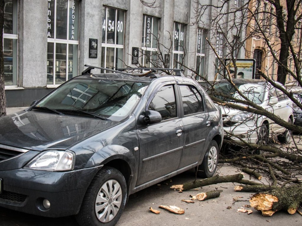 В центре Киева дерево упало на два автомобиля (ФОТО, ВИДЕО)