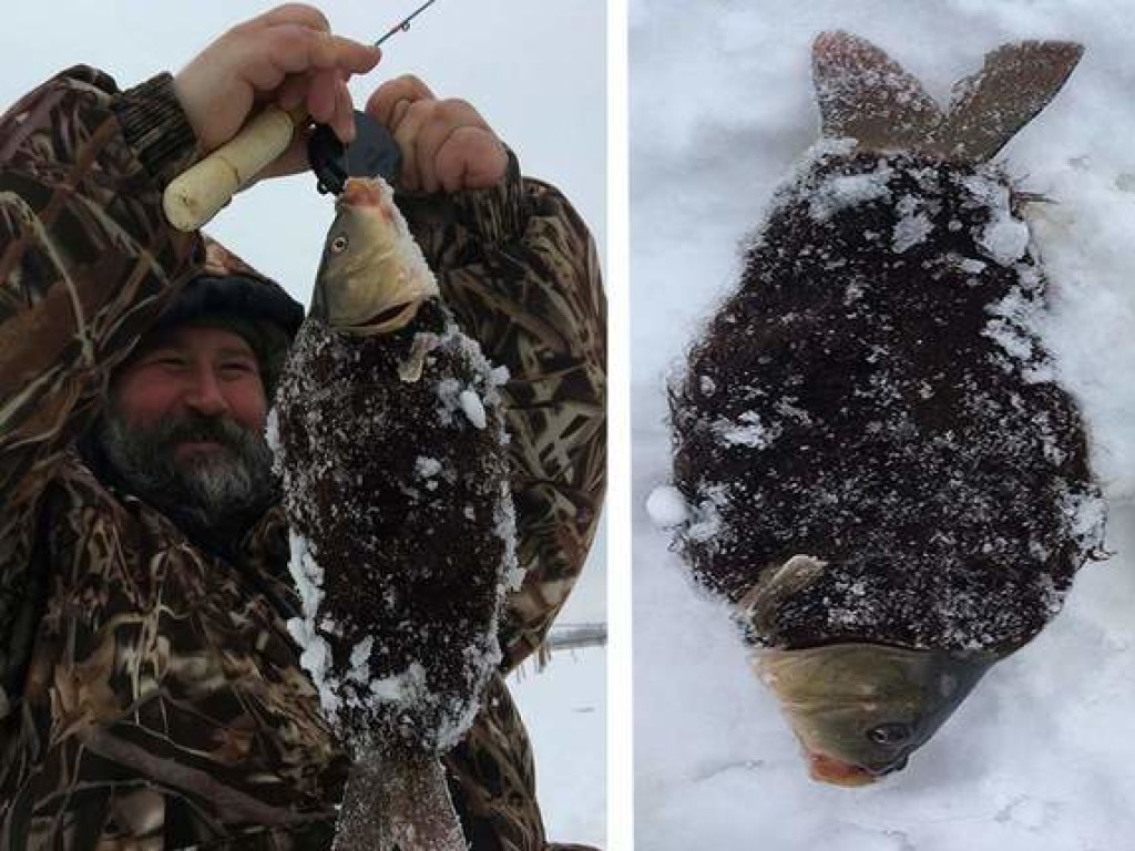 В России поймали рыбу, полностью покрытую шерстью (ФОТО)
