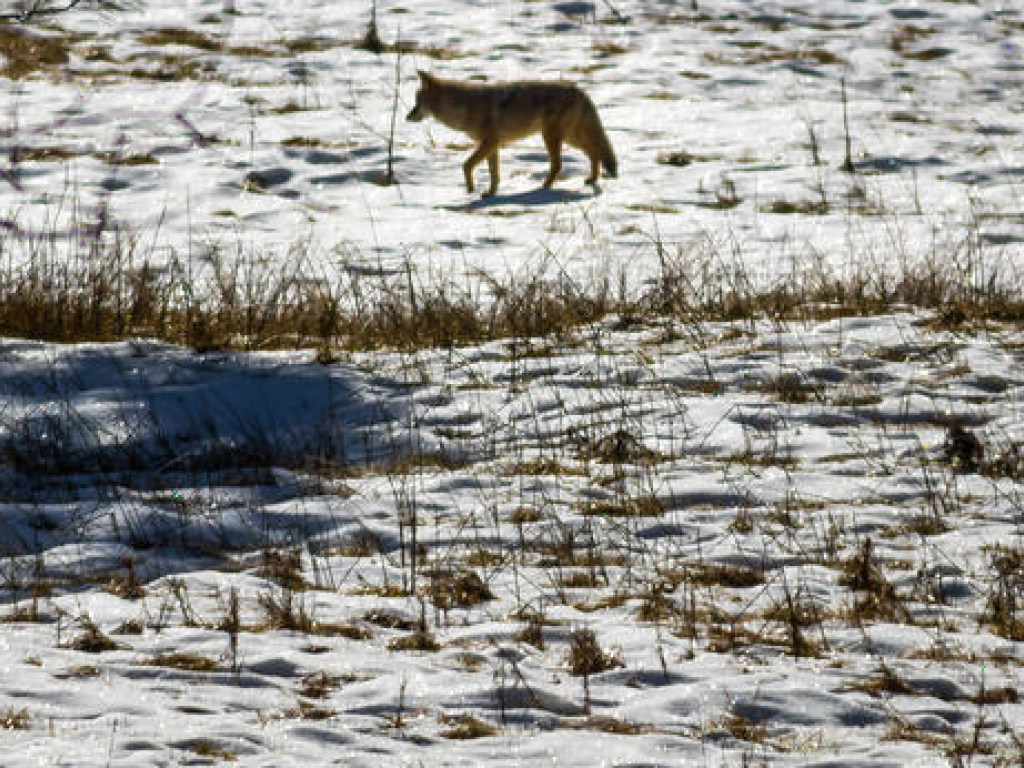Жителей США предупредили о нападении койотов