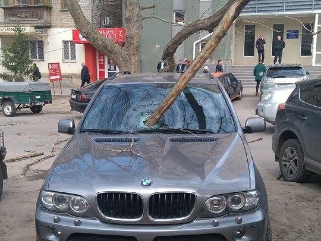 Ветка проломила лобовое стекло BMW в Херсоне (ФОТО)