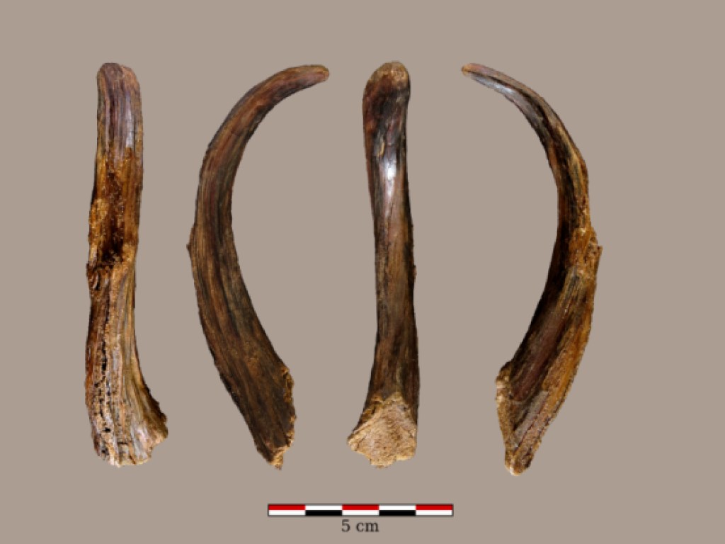 Ученые обнаружили 90000-летние инструменты работы неандертальцев (ФОТО)