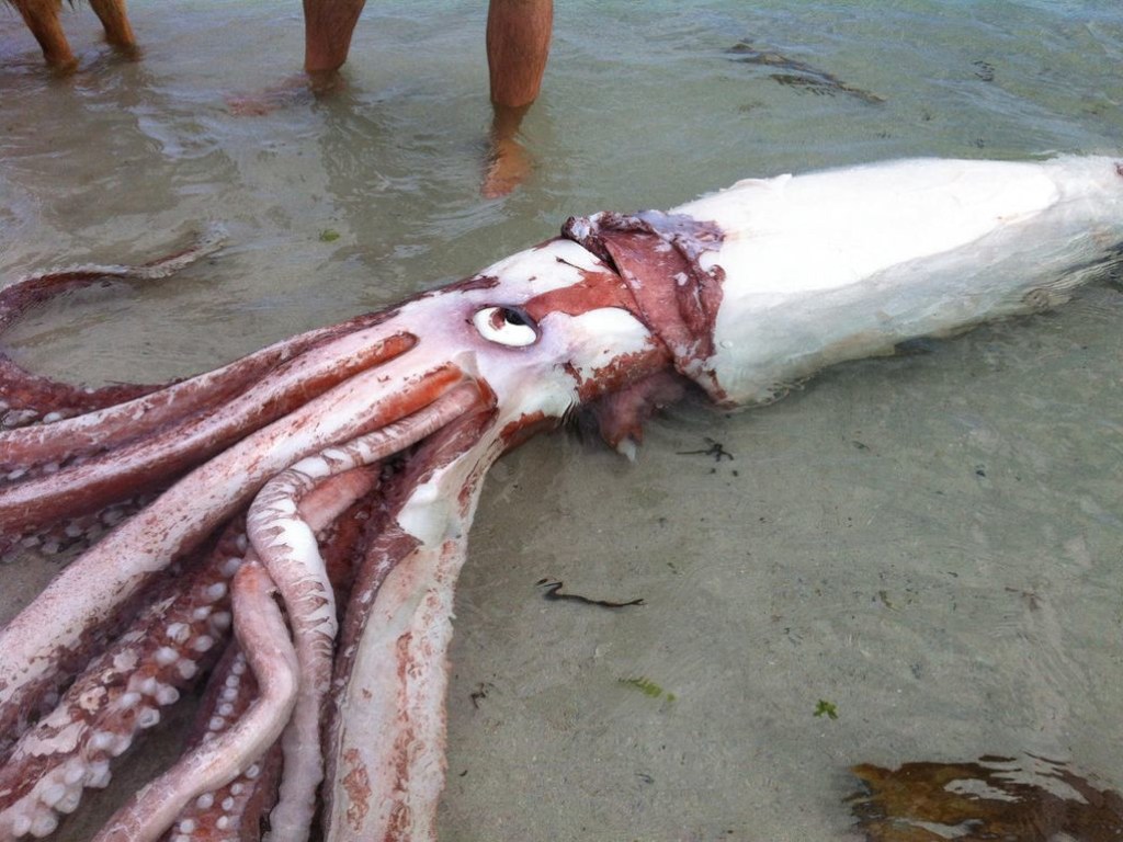 На Филиппинах поймали гигантского кальмара (ФОТО, ВИДЕО)