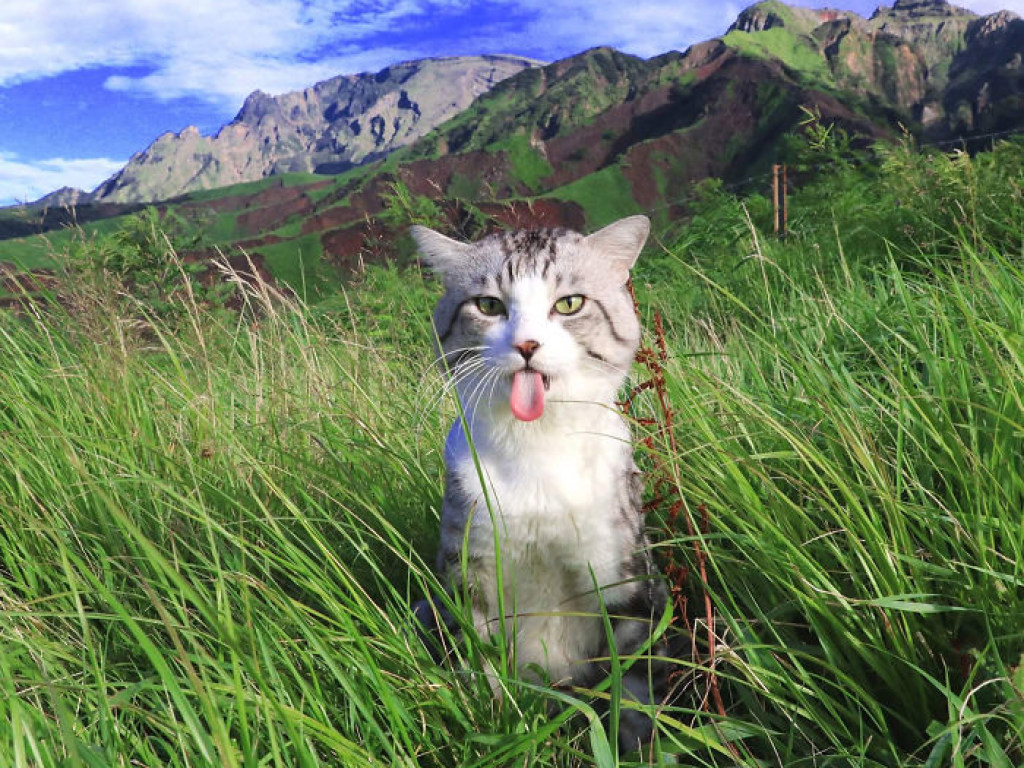 Фотогеничный кот из Японии стал звездой Сети (ФОТО)
