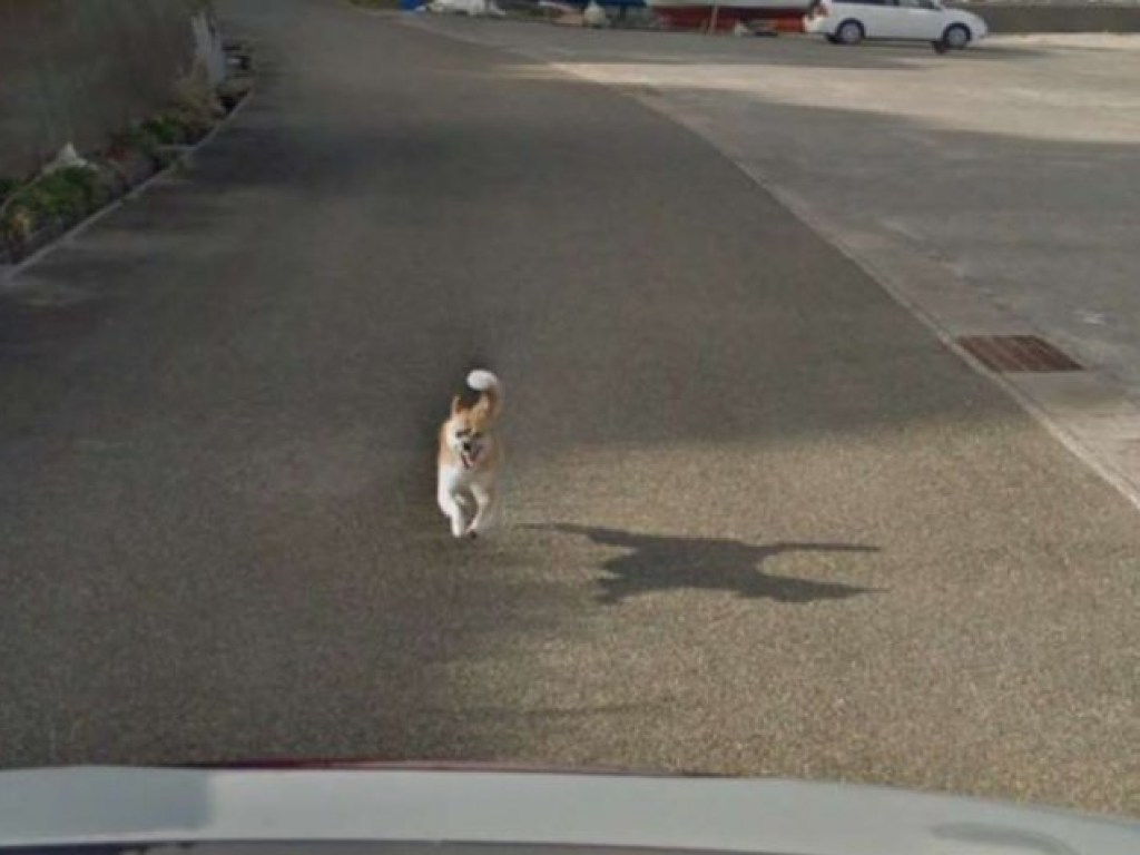 Пес испортил панораму Google Maps и прославился на весь мир (ФОТО)