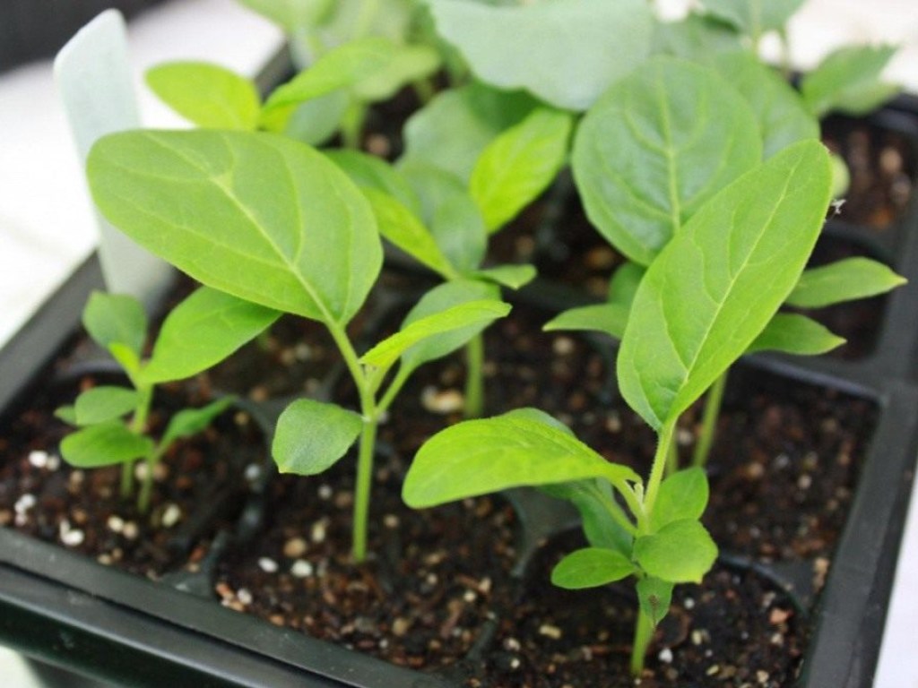 Дача в апреле: Смело высаживайте щавель, шпинат и укроп – в мае будет свежая зелень