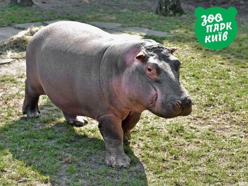 В киевском зоопарке толстушка-бегемотиха радуется весне (ФОТО)
