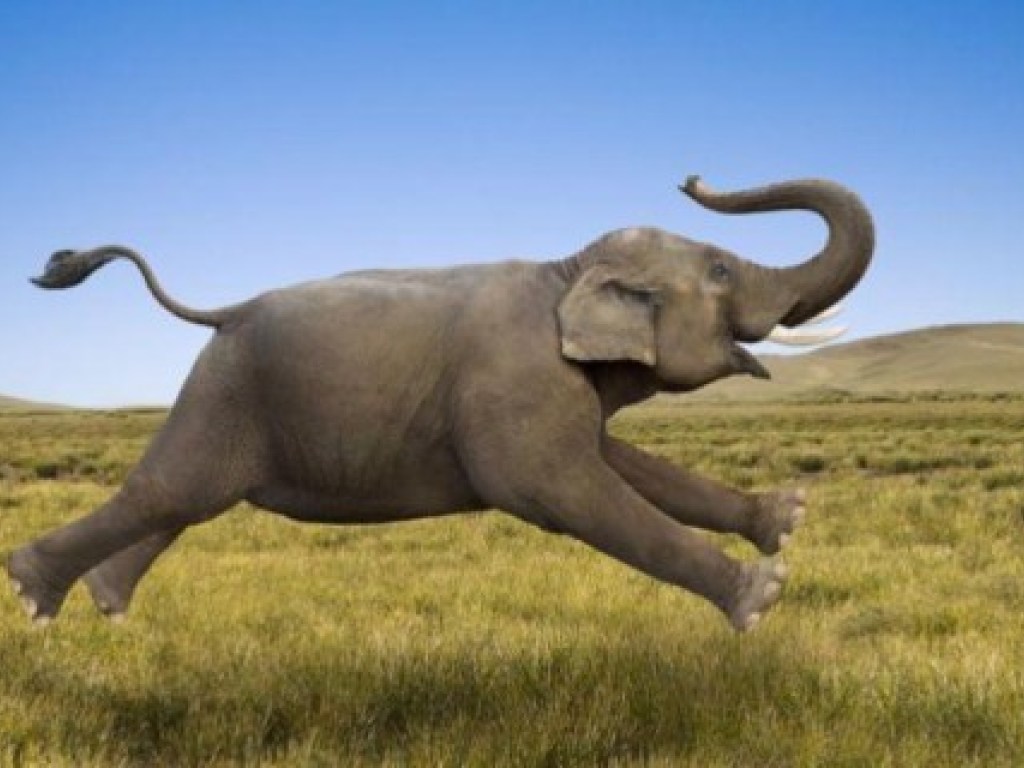 В Южной Африке слон перекрыл дорогу и занялся йогой  (ВИДЕО)