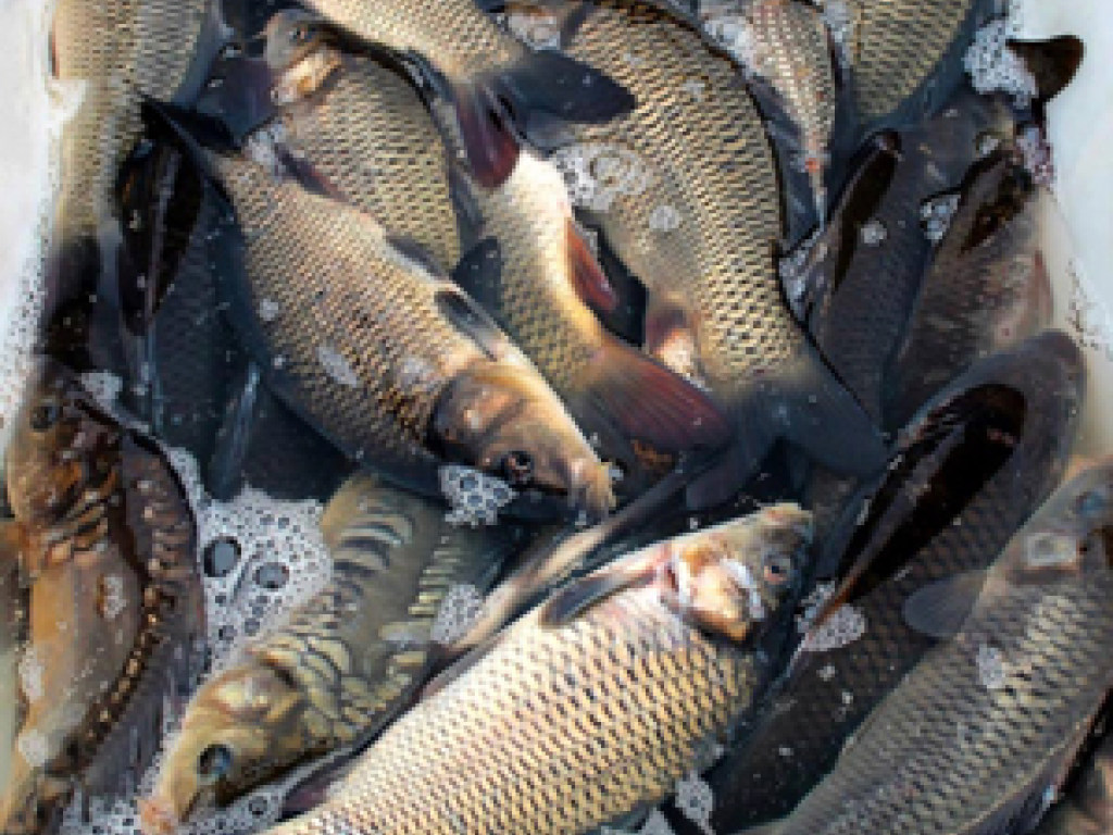 Цена рыбы в украинских магазинах начнется снижаться в мае – эксперт