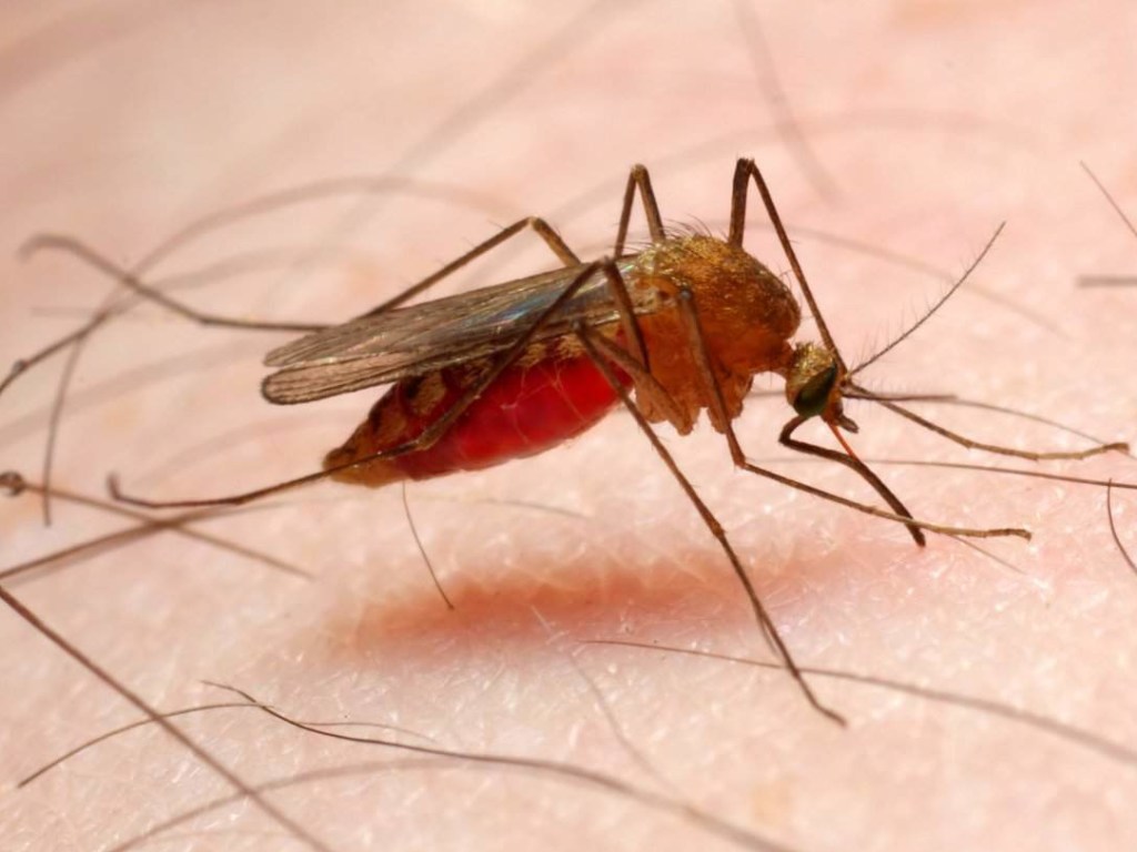 В Харькове зафиксировали третий за год случай малярии