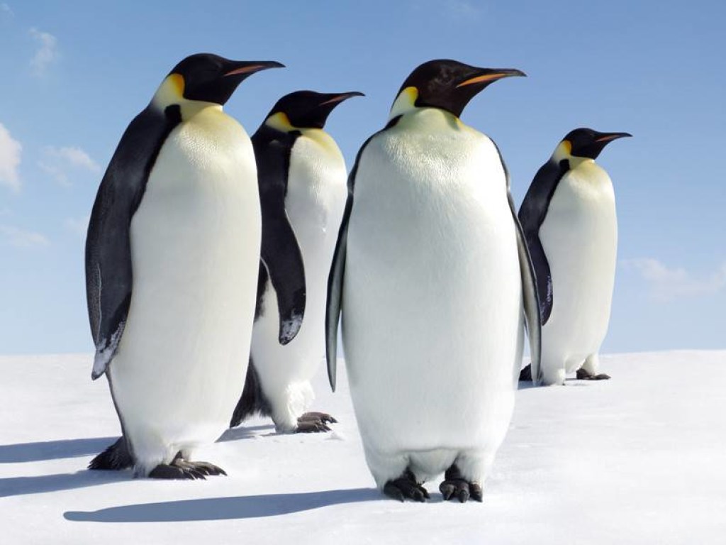 Новорожденные пингвины впервые увидели свет (ВИДЕО)