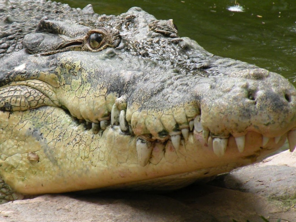 В Мексике толпа устроила самосуд с крокодилами над насильником (ВИДЕО)