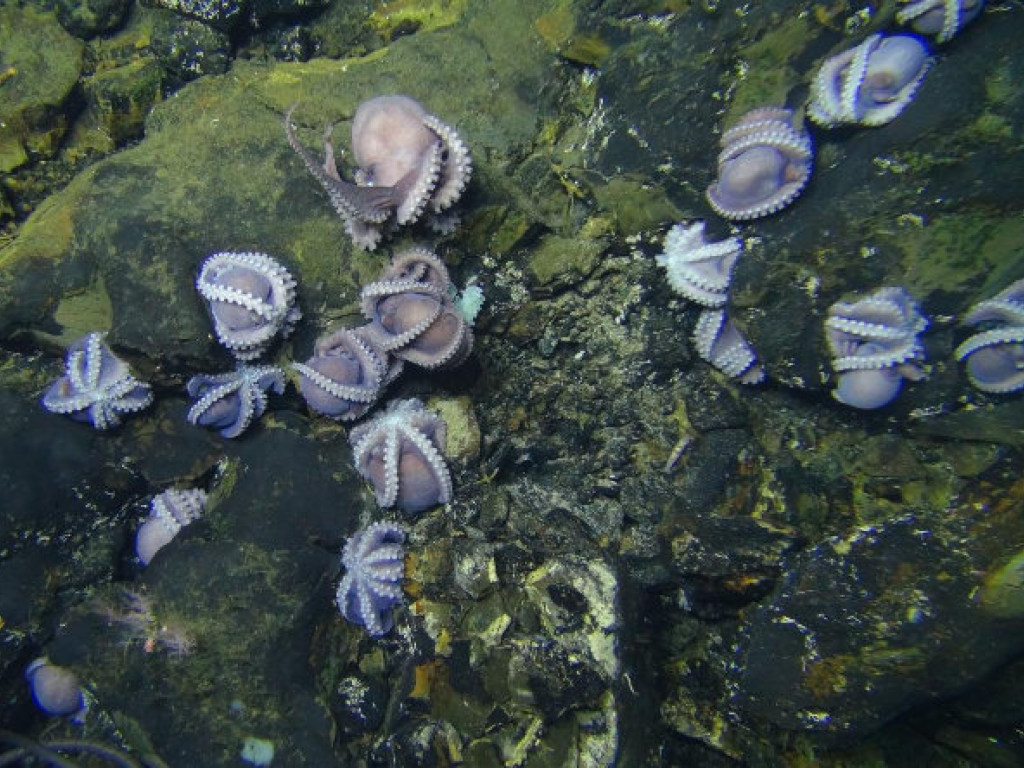 В Тихом океане на глубине 3000 метров исследователи нашли «детский сад» осьминогов (ФОТО)