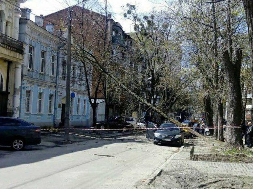 В Харькове дерево рухнуло на здание отдела полиции (ФОТО)