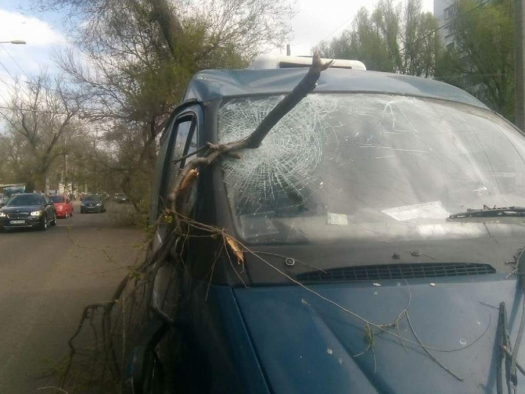 В Одессе упавшая ветка подобно стреле пронзила лобовое стекло микроавтобуса (ФОТО)