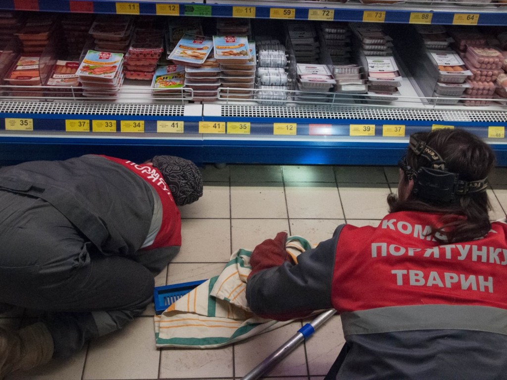 В столичном супермаркете кот «захватил» колбасный отдел и дегустировал еду (ФОТО)
