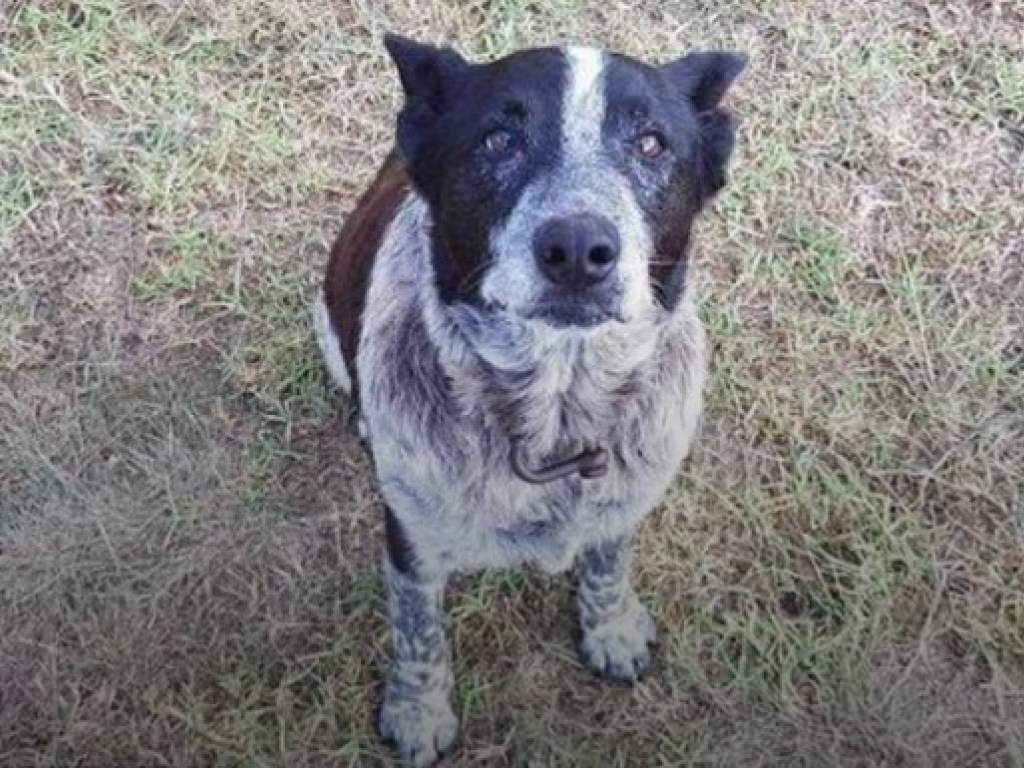 В Австралии старый пес помог выжить заблудившейся в лесу трехлетней девочке (ВИДЕО)