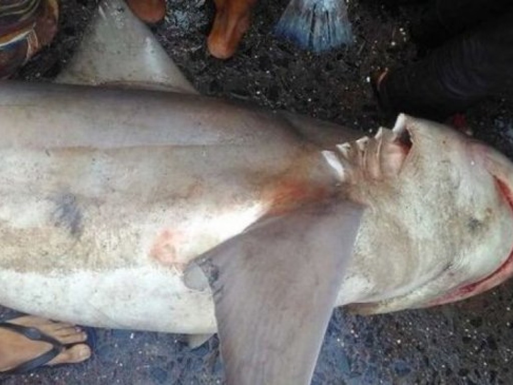Огромную речную акулу заметили впервые за десять лет (ФОТО)