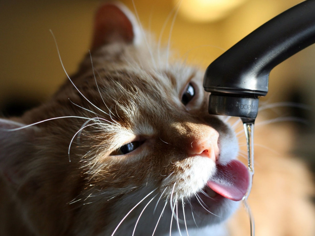 Ученые пояснили пристрастие котов пить воду из-под крана