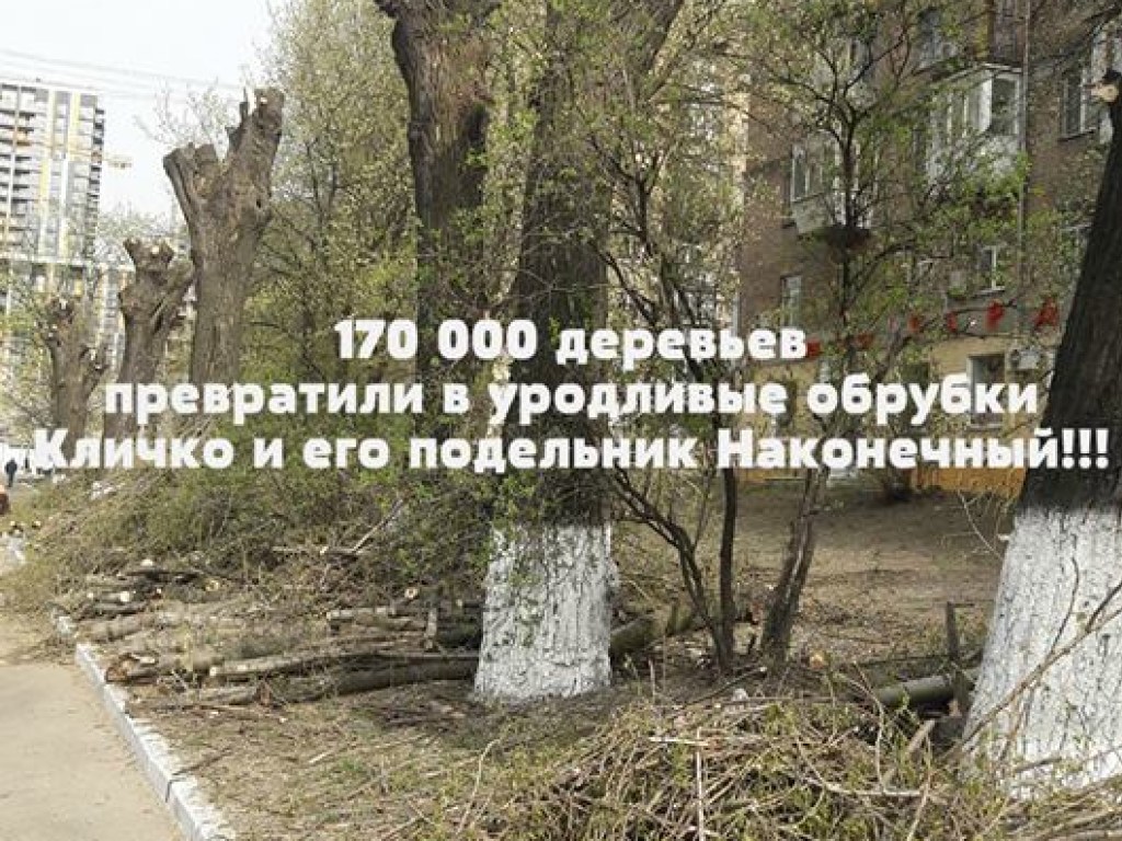 Облагораживая Киев, коммунальщики превратили в уродливые обрубки 170 тысяч деревьев &#8212; соцсети (ФОТО, ВИДЕО)