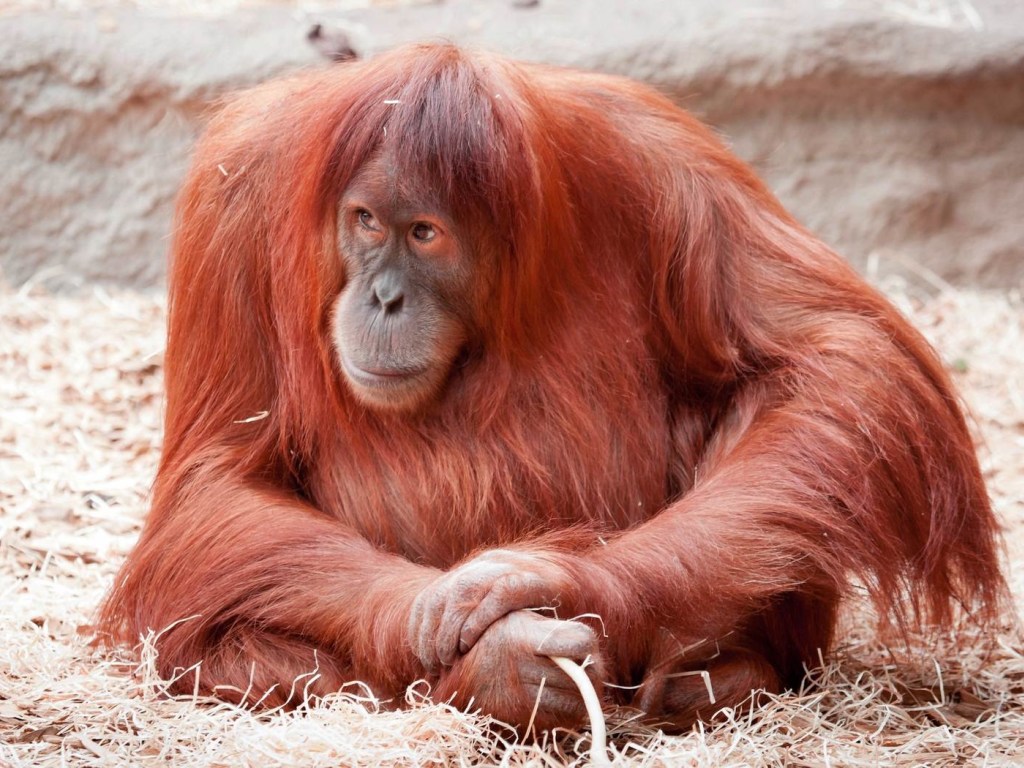 На Бали обезьяна украла смартфон у делающей селфи туристки (ВИДЕО)