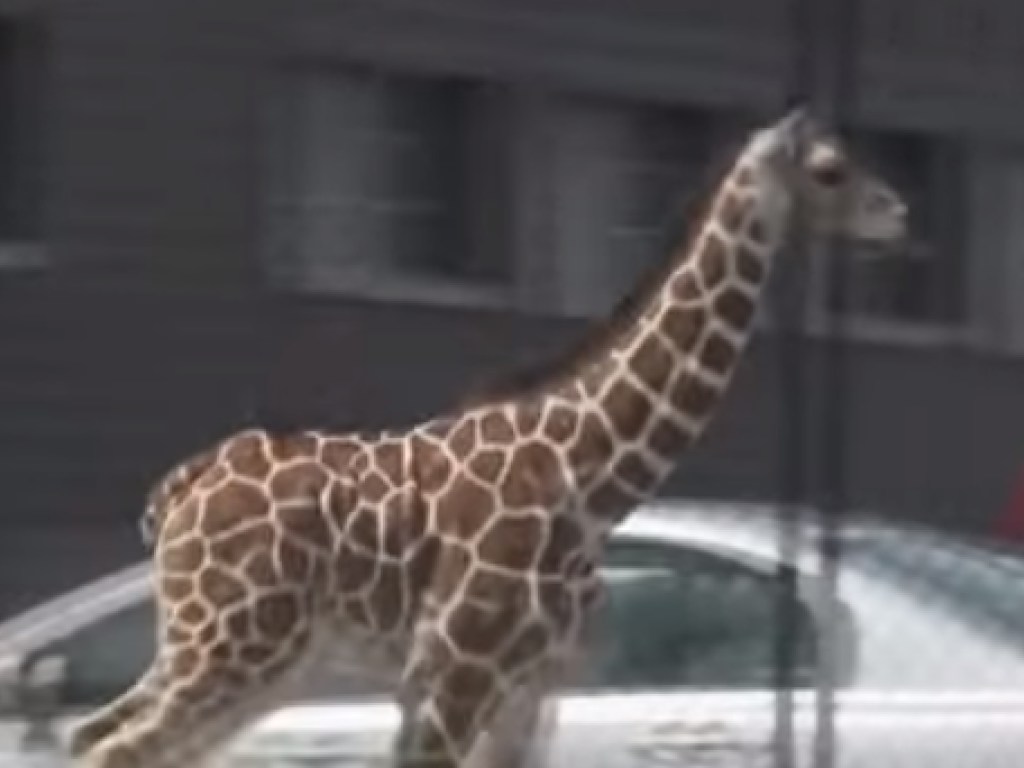 В США жираф сбежал из зоопарка (ВИДЕО)