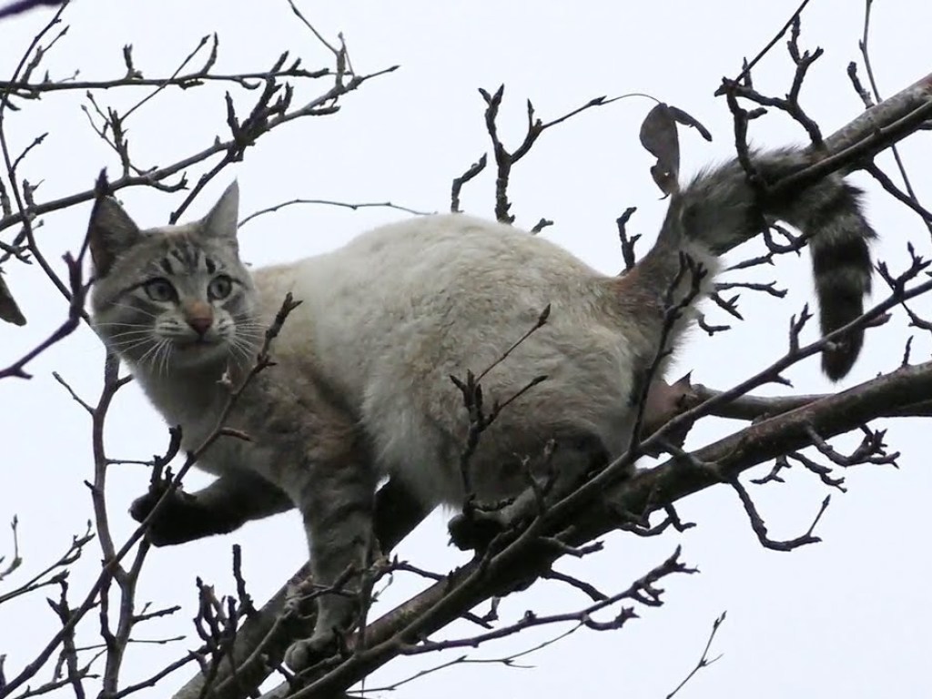Тополь в 5-этажный дом: В Запорожье кот оказался на верхушке дерева и поставил на уши целый двор (ВИДЕО)