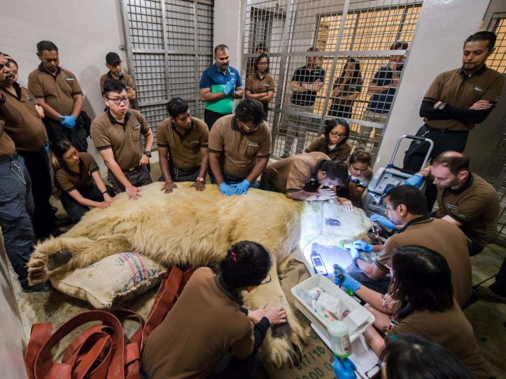 В Сингапуре скончался первый в мире «тропический» белый медведь (ФОТО)