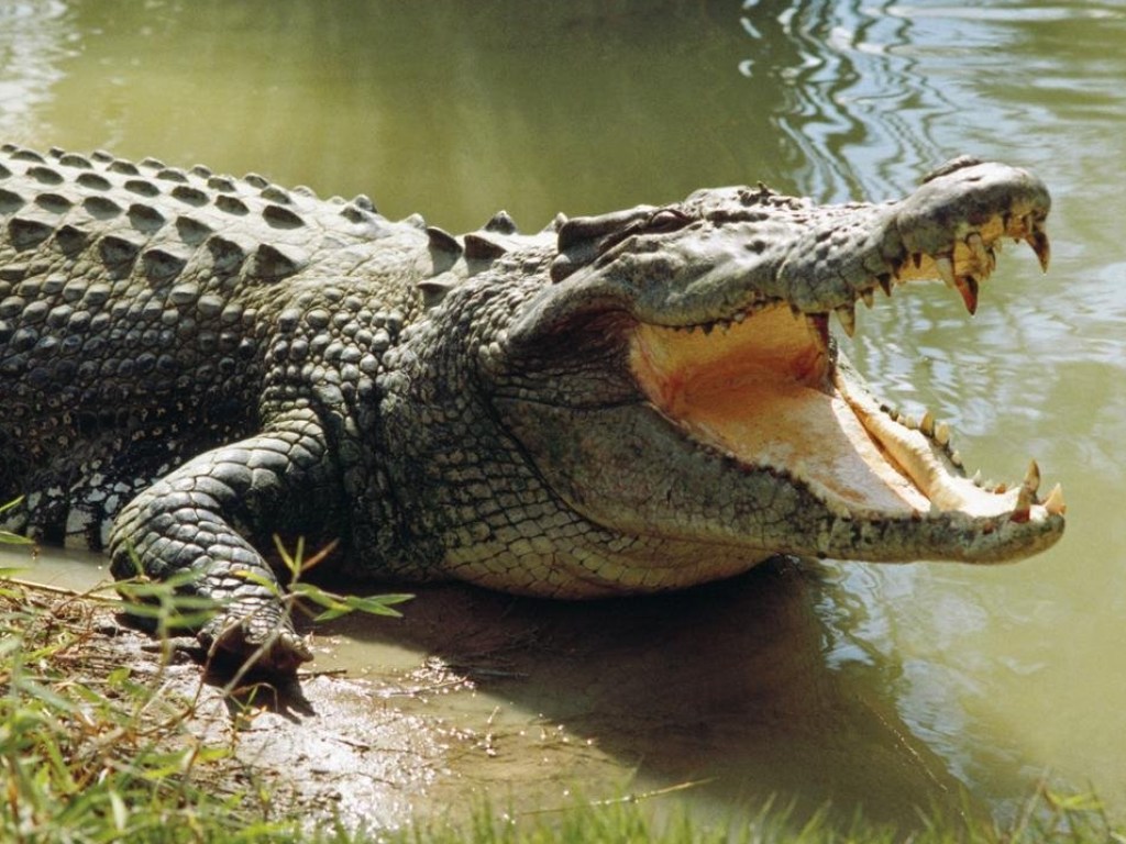 Внутри рептилии: в Австралии крокодил проглотил камеру GoPro (ВИДЕО)