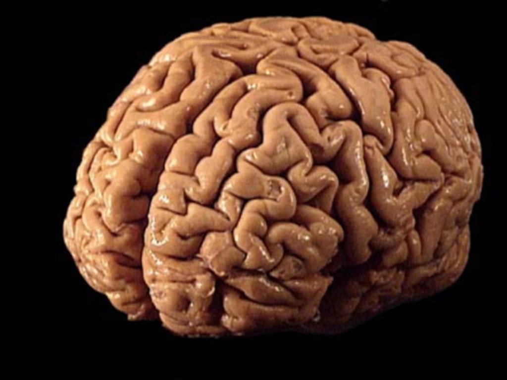 Биологи научились поддерживать жизнедеятельность мозга вне тела более суток