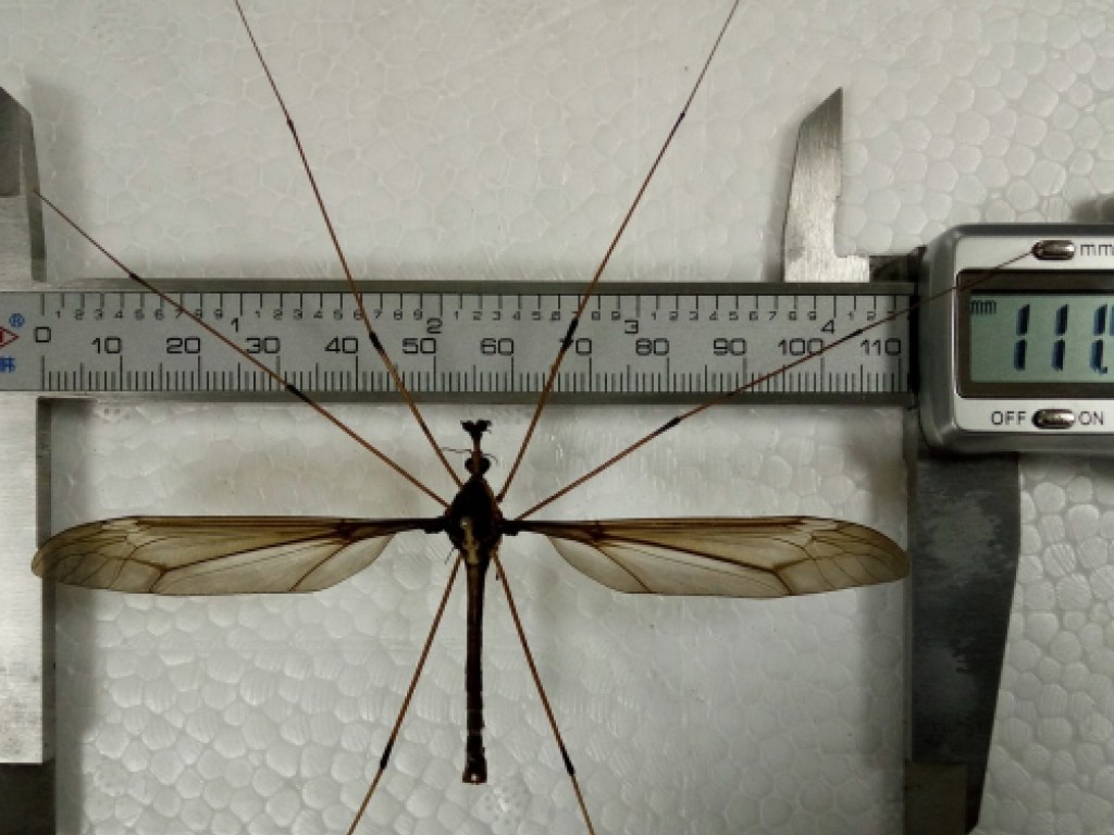Больше ладони: Энтомологи обнаружили в Китае самого крупного в мире комара (ФОТО)