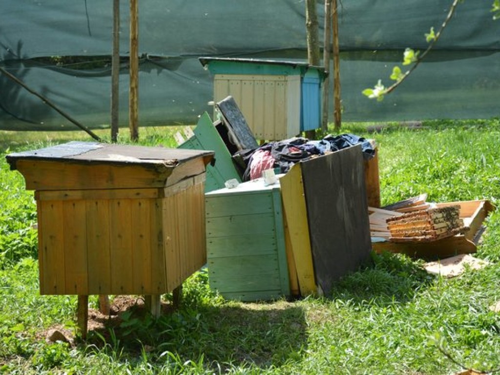 На Прикарпатье медведь после спячки начал воровать мед на пасеках (ФОТО)