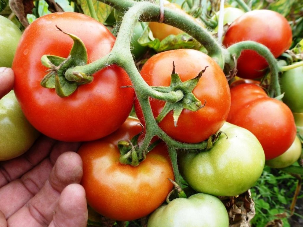 Высаженный у грядки базилик улучшит вкус томатов &#8212; агроном