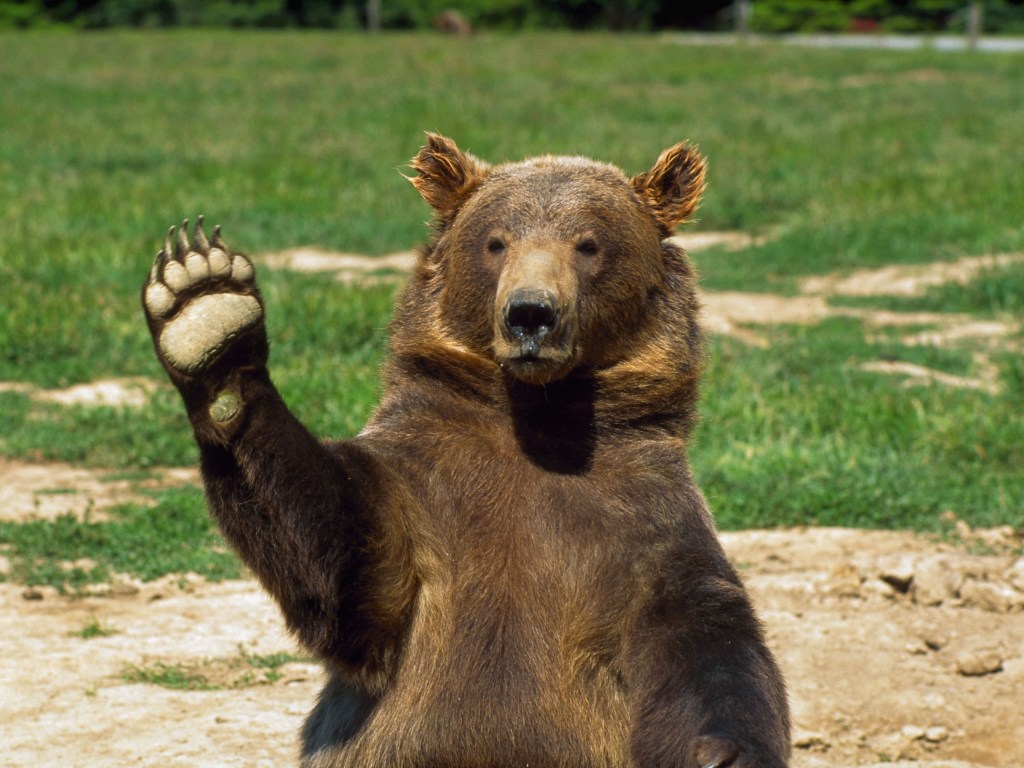 Пришли без приглашения: 5 медведей порезвились во дворе жительницы США